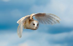 Preview wallpaper bird, owl, nature, sky, flight