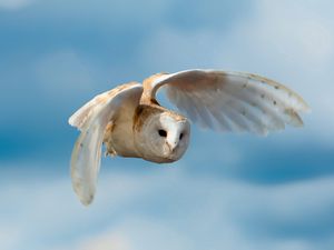 Preview wallpaper bird, owl, nature, sky, flight