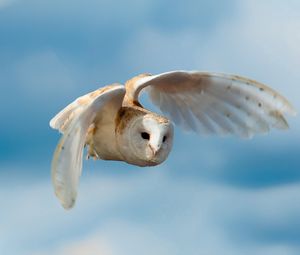 Preview wallpaper bird, owl, nature, sky, flight