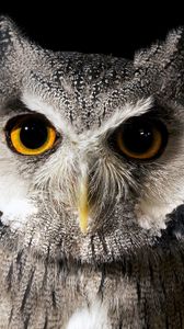 Preview wallpaper bird, owl, nature, background