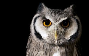 Preview wallpaper bird, owl, nature, background