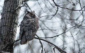 Preview wallpaper bird, owl, nature