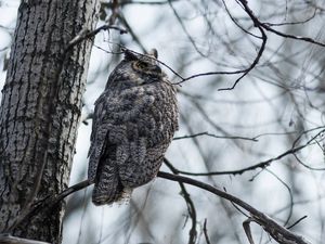 Preview wallpaper bird, owl, nature