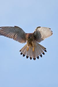 Preview wallpaper bird, owl, predator, sky, swing, wings