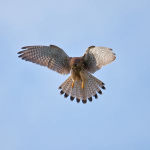 Preview wallpaper bird, owl, predator, sky, swing, wings