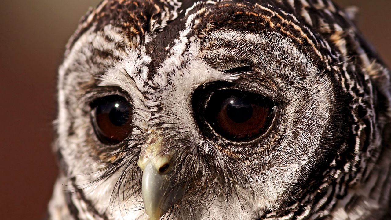 Wallpaper bird, owl, sad eyes, owl eyes