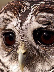 Preview wallpaper bird, owl, sad eyes, owl eyes
