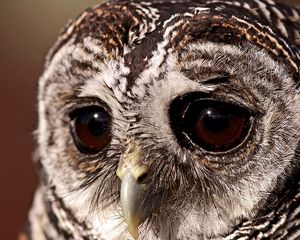 Preview wallpaper bird, owl, sad eyes, owl eyes