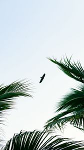 Preview wallpaper bird, palm trees, branches, sky, flight
