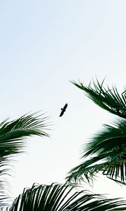 Preview wallpaper bird, palm trees, branches, sky, flight