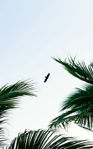 Preview wallpaper bird, palm trees, branches, sky, flight