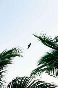 Preview wallpaper bird, palm trees, branches, sky, flight