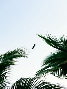 Preview wallpaper bird, palm trees, branches, sky, flight