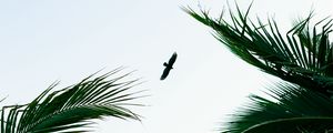 Preview wallpaper bird, palm trees, branches, sky, flight