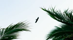 Preview wallpaper bird, palm trees, branches, sky, flight