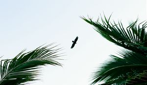 Preview wallpaper bird, palm trees, branches, sky, flight
