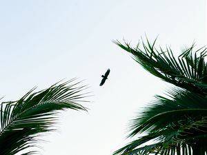 Preview wallpaper bird, palm trees, branches, sky, flight