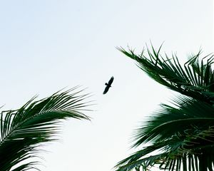 Preview wallpaper bird, palm trees, branches, sky, flight