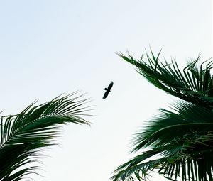 Preview wallpaper bird, palm trees, branches, sky, flight