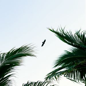 Preview wallpaper bird, palm trees, branches, sky, flight