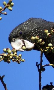 Preview wallpaper bird, parrot, black, branches, tree, beak