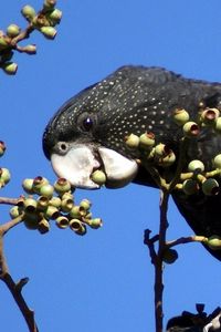 Preview wallpaper bird, parrot, black, branches, tree, beak