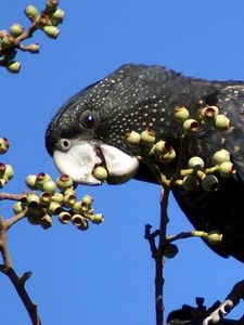 Preview wallpaper bird, parrot, black, branches, tree, beak