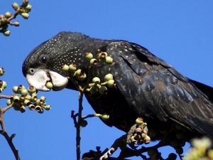 Preview wallpaper bird, parrot, black, branches, tree, beak