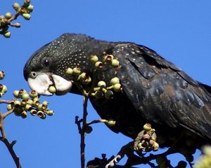 Preview wallpaper bird, parrot, black, branches, tree, beak