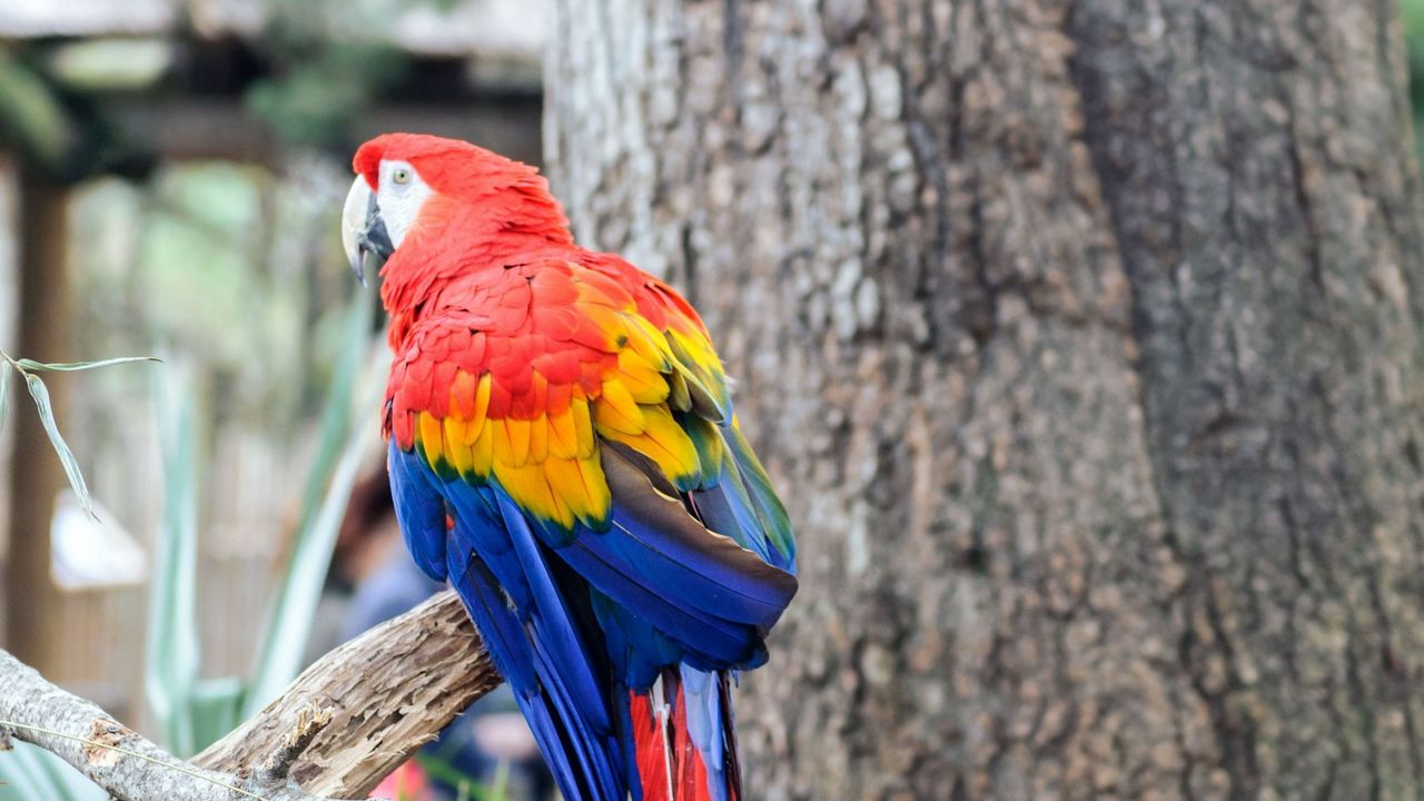 Wallpaper bird, parrot, branch, color