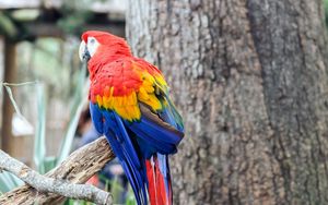 Preview wallpaper bird, parrot, branch, color