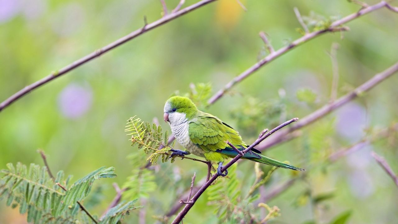 Wallpaper bird, parrot, branches, tree
