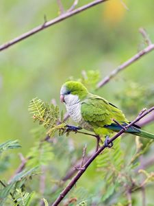 Preview wallpaper bird, parrot, branches, tree