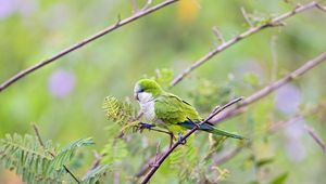 Preview wallpaper bird, parrot, branches, tree