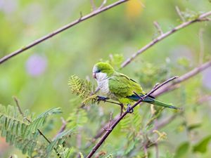 Preview wallpaper bird, parrot, branches, tree