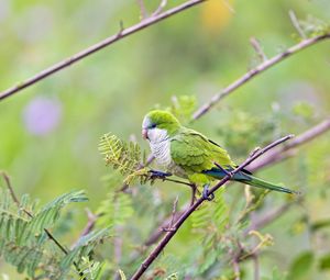 Preview wallpaper bird, parrot, branches, tree