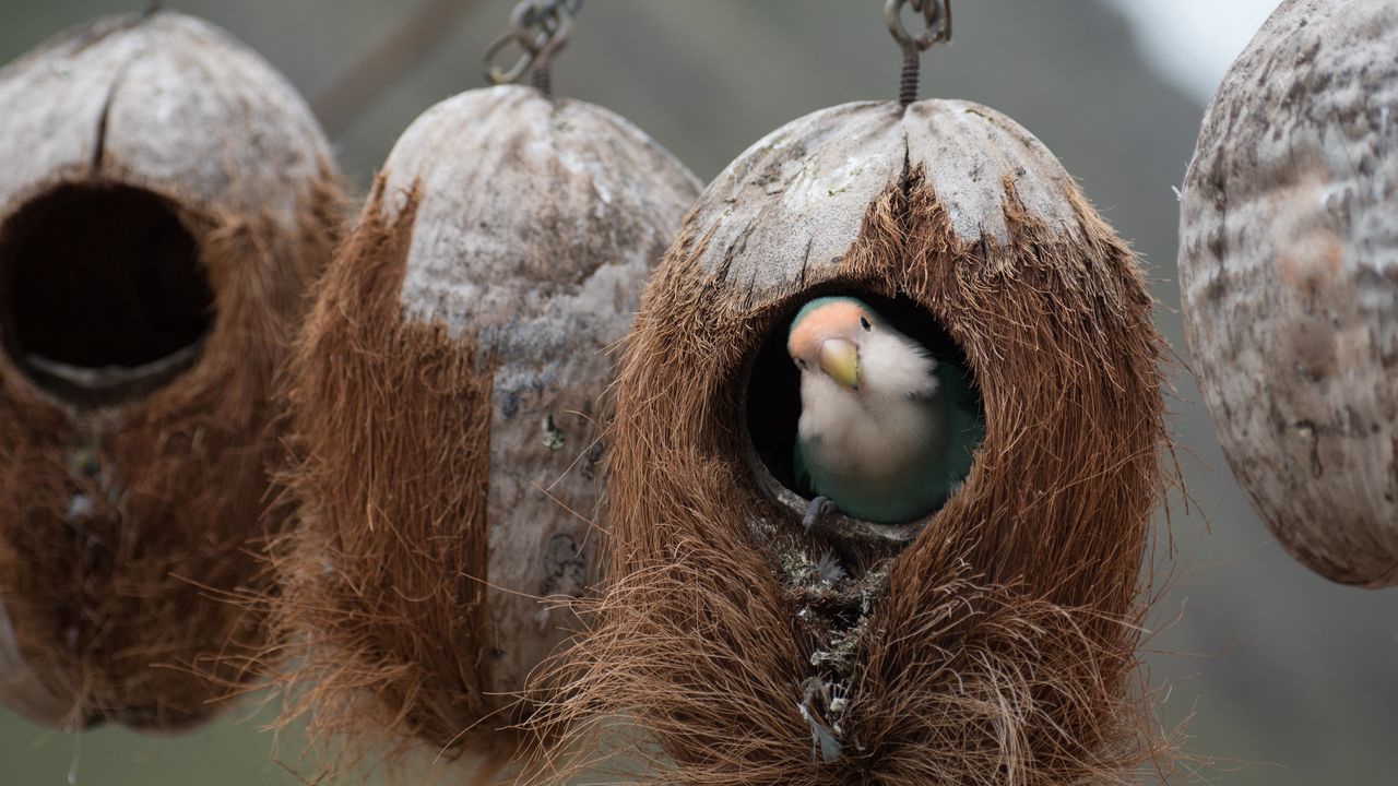 Wallpaper bird, parrot, nest