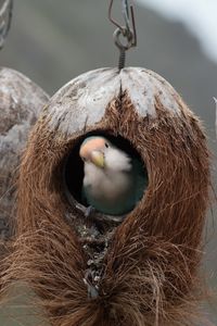 Preview wallpaper bird, parrot, nest
