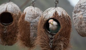 Preview wallpaper bird, parrot, nest