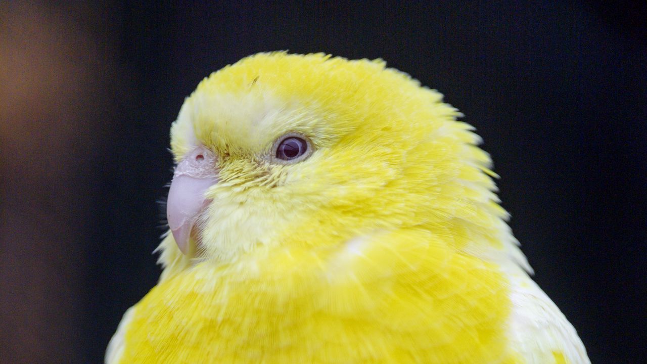 Wallpaper bird, parrot, yellow, bright