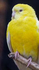 Preview wallpaper bird, parrot, yellow, bright