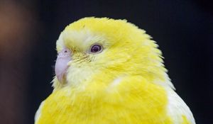 Preview wallpaper bird, parrot, yellow, bright