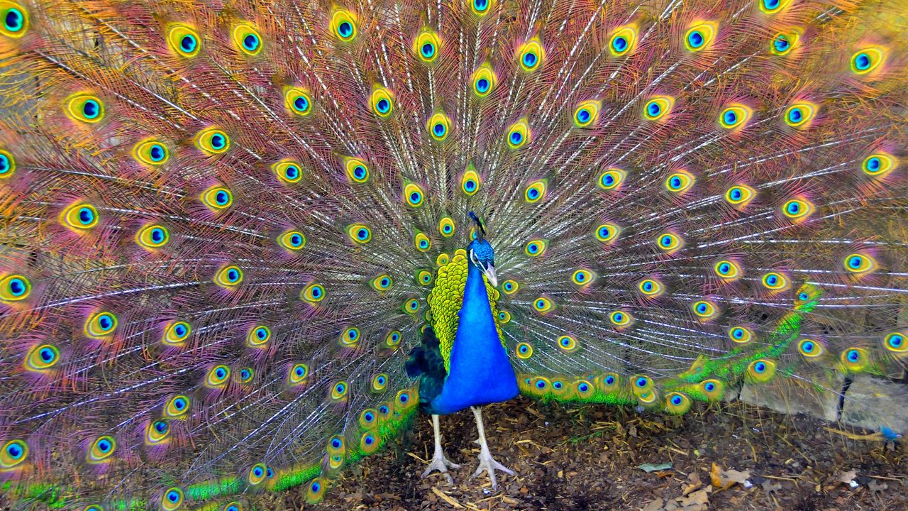 Wallpaper bird, peacock, beauty