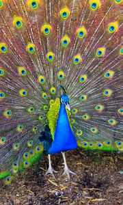 Preview wallpaper bird, peacock, beauty