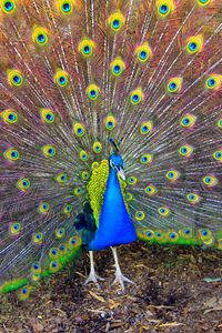 Preview wallpaper bird, peacock, beauty