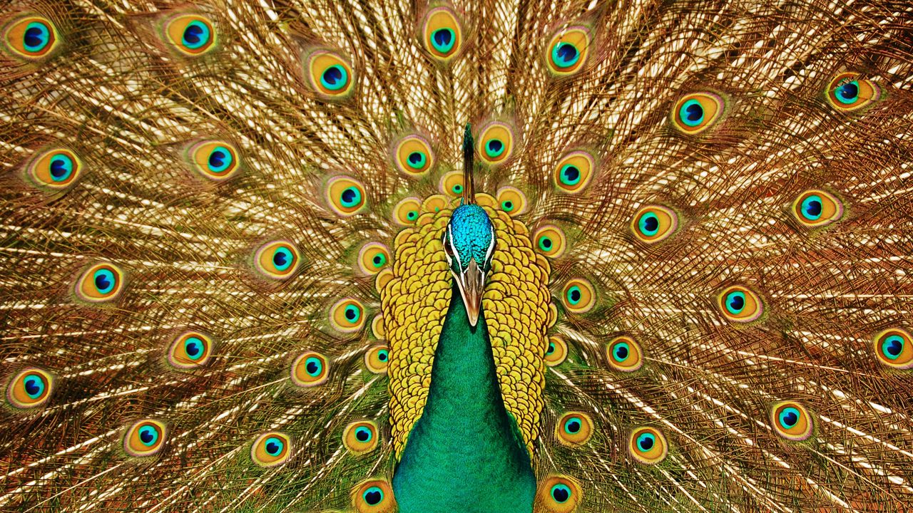 Wallpaper bird, peacock, feathers, tail