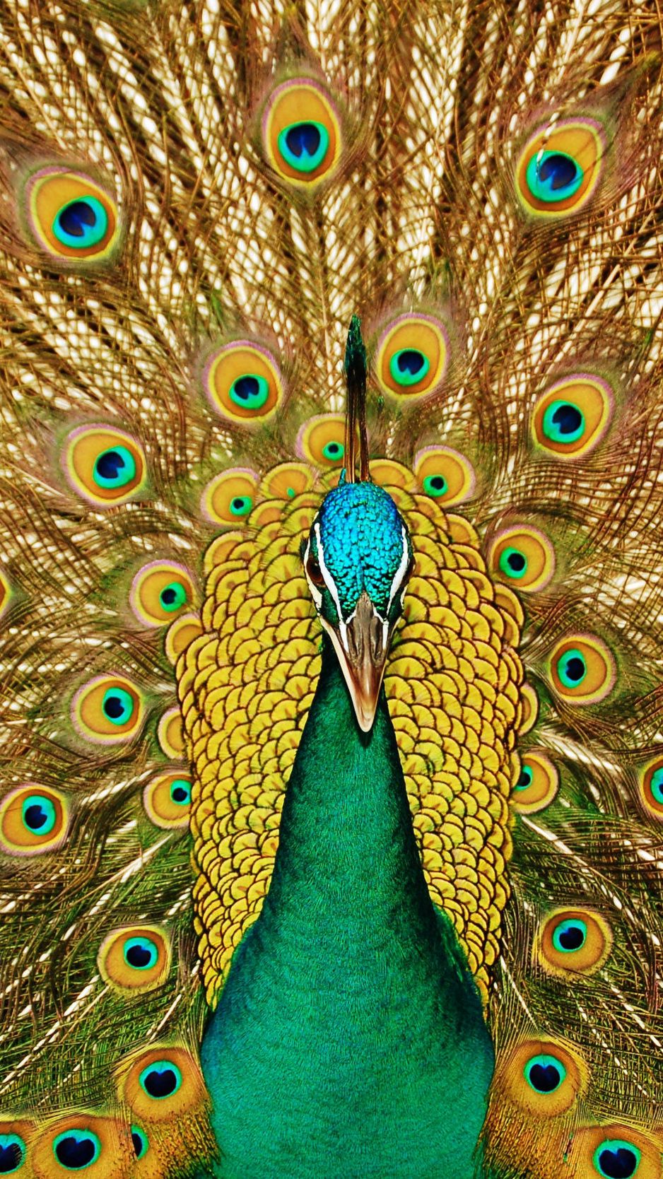 Peacock opened tail 2K wallpaper download