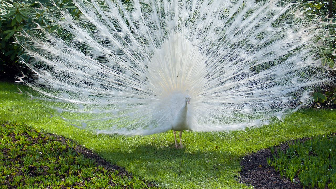 Wallpaper bird, peacock, white
