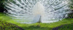 Preview wallpaper bird, peacock, white