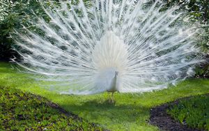 Preview wallpaper bird, peacock, white